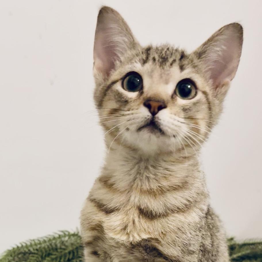 Enlarge Batman, a Adoptable Domestic Short Hair in Houston, TX image 2/6