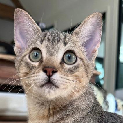 Enlarge Batman, a Adoptable Domestic Short Hair in Houston, TX image 4/6