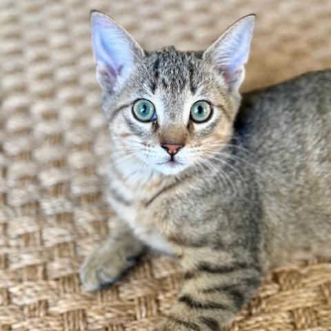 Enlarge Batman, a Adoptable Domestic Short Hair in Houston, TX image 5/6