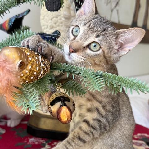 Enlarge Batman, a Adoptable Domestic Short Hair in Houston, TX image 6/6