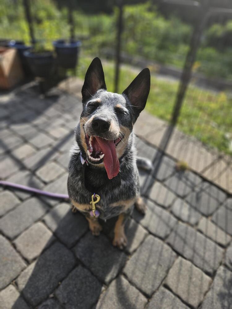 Enlarge Roo, a Adoptable Australian Cattle Dog / Blue Heeler in Mansfield, OH image 1/2