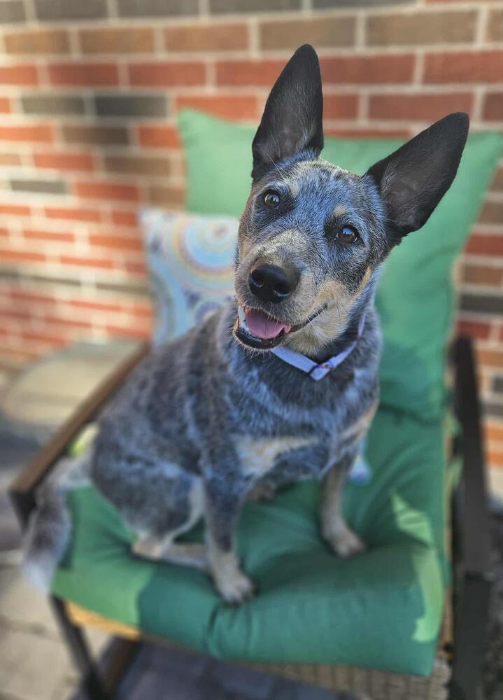 Enlarge Roo, a Adoptable Australian Cattle Dog / Blue Heeler in Mansfield, OH image 2/2