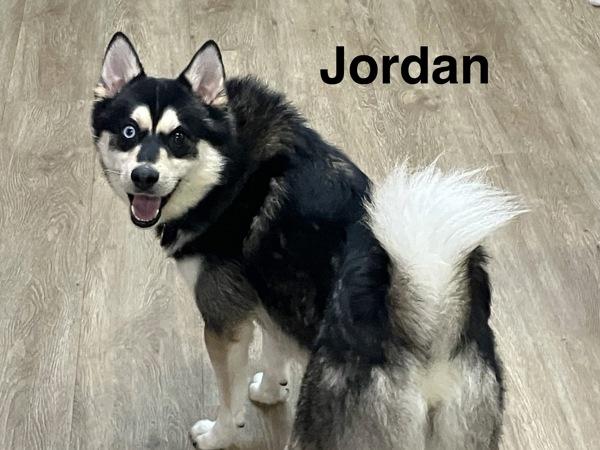 Jordan, Adoptable, Young Male Pomsky.