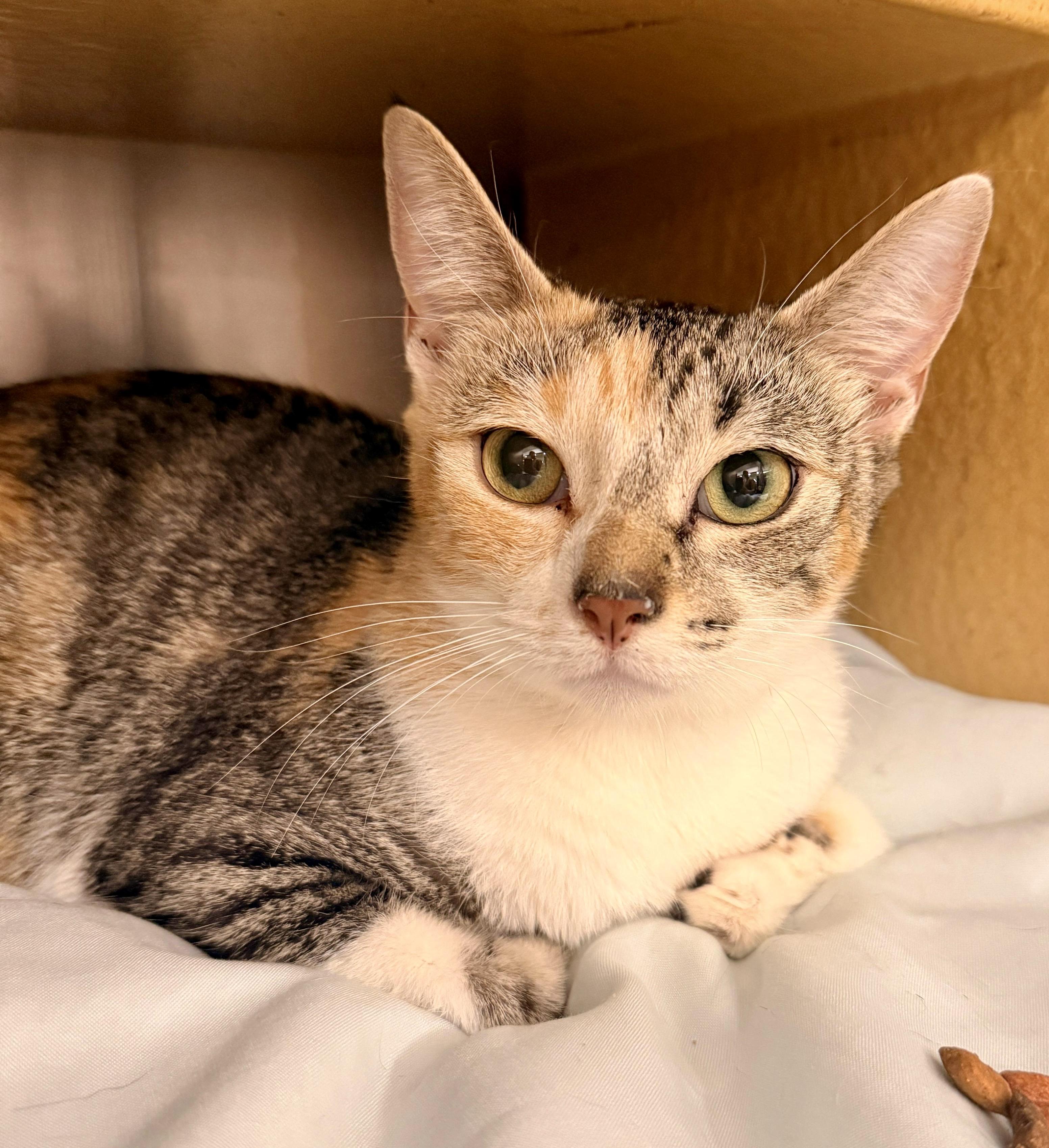 Bellatrix, adopted, Adult Female Calico.