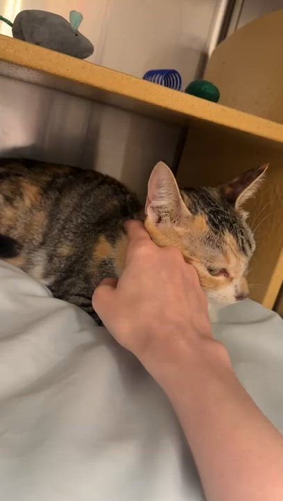 Enlarge Bellatrix, an adopted Calico in San Juan Capistrano, CA video 2/2