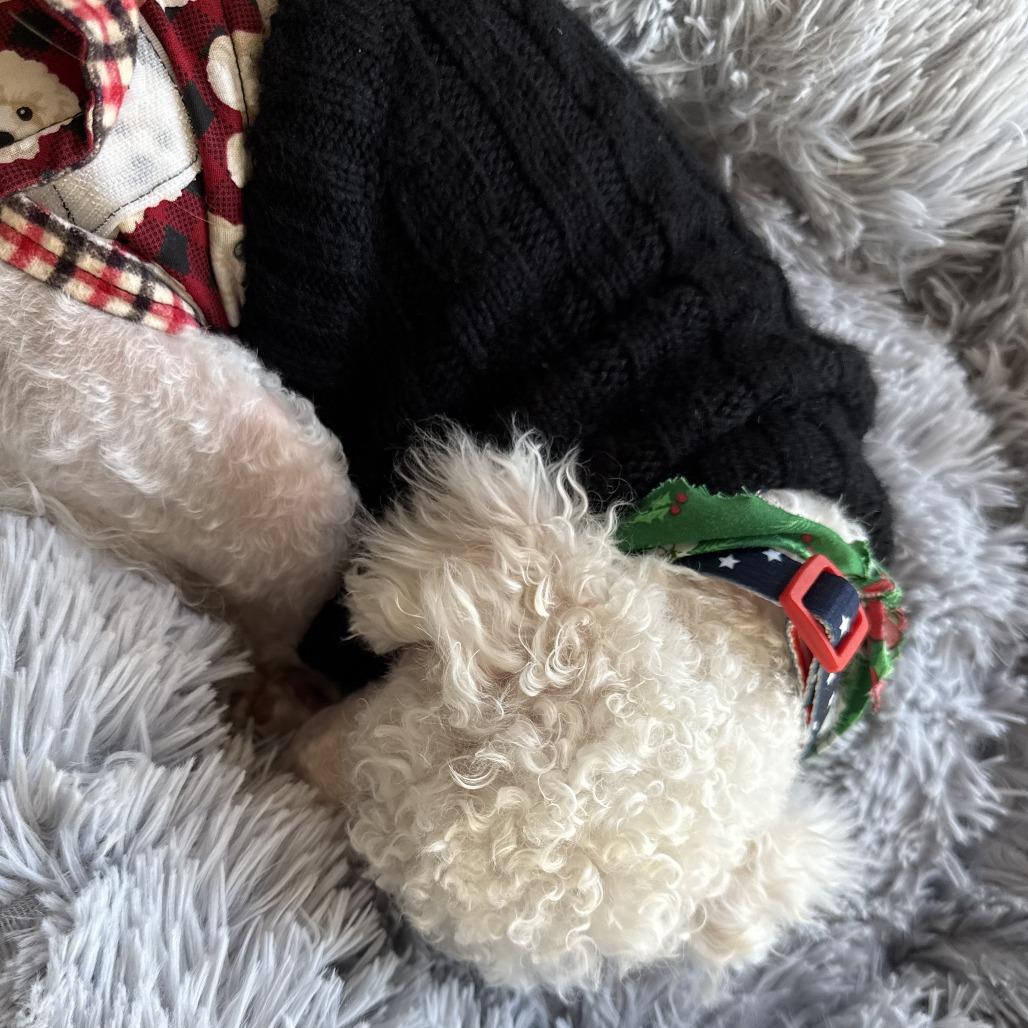 BoBo, a Adoptable Maltese in Bulverde, TX image 1/6