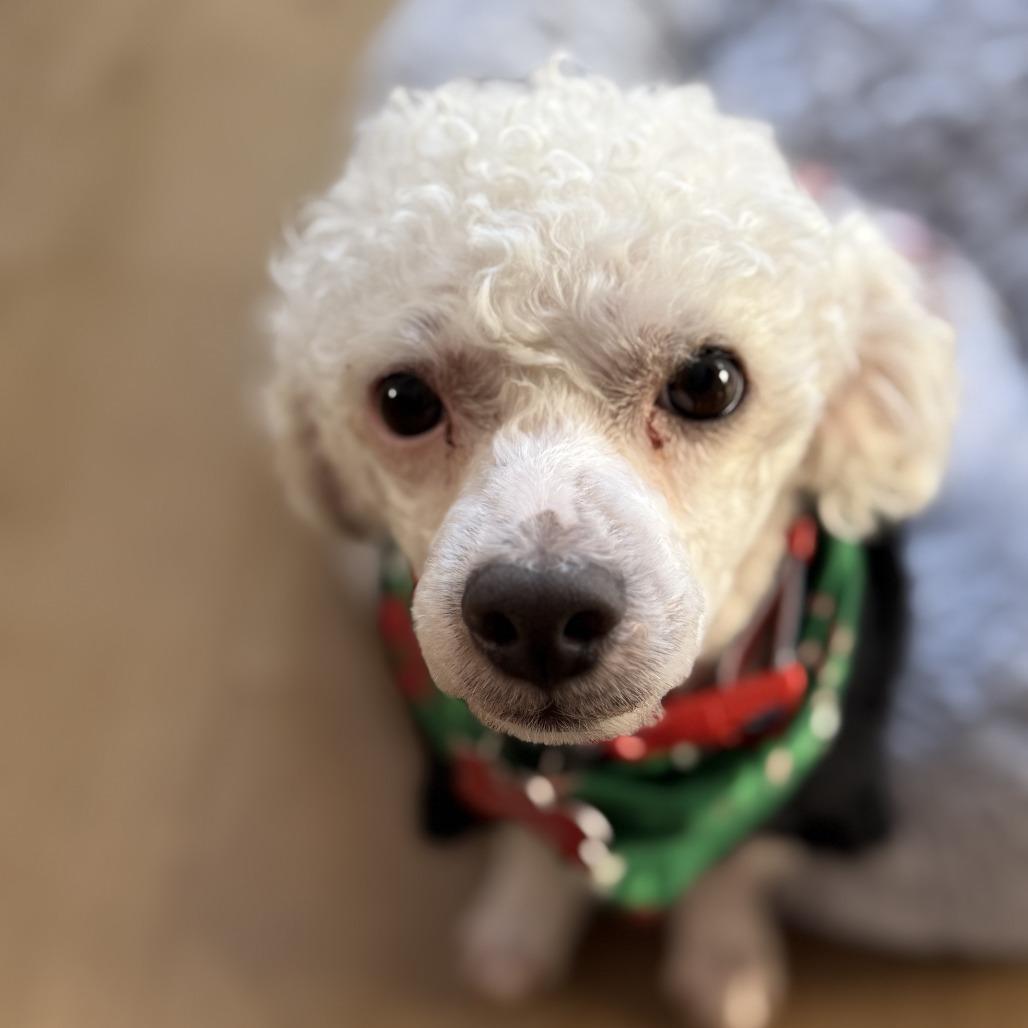 BoBo, a Adoptable Maltese in Bulverde, TX image 2/6