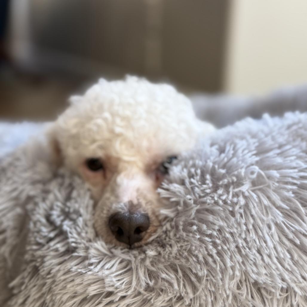 BoBo, a Adoptable Maltese in Bulverde, TX image 3/6