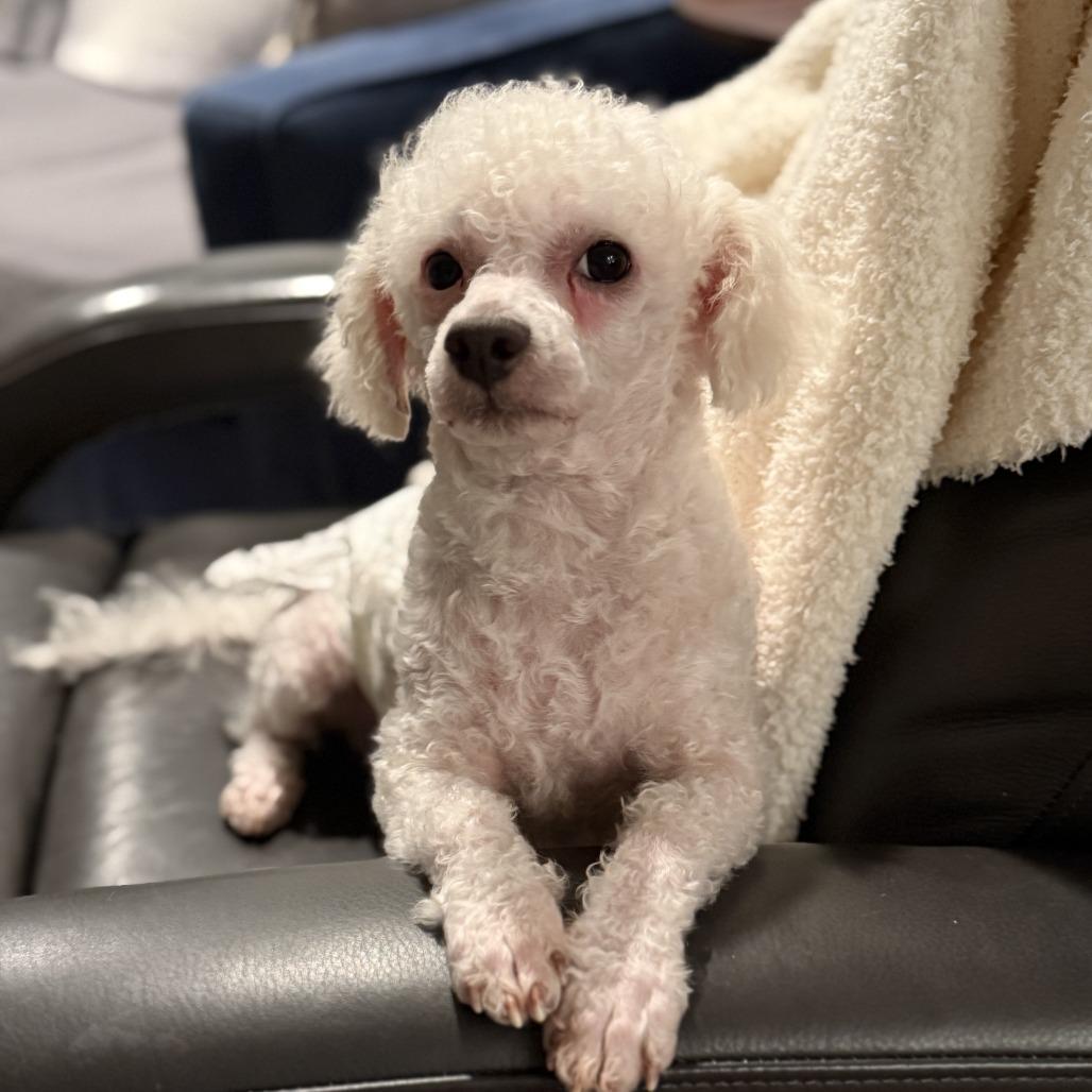 BoBo, a Adoptable Maltese in Bulverde, TX image 4/6