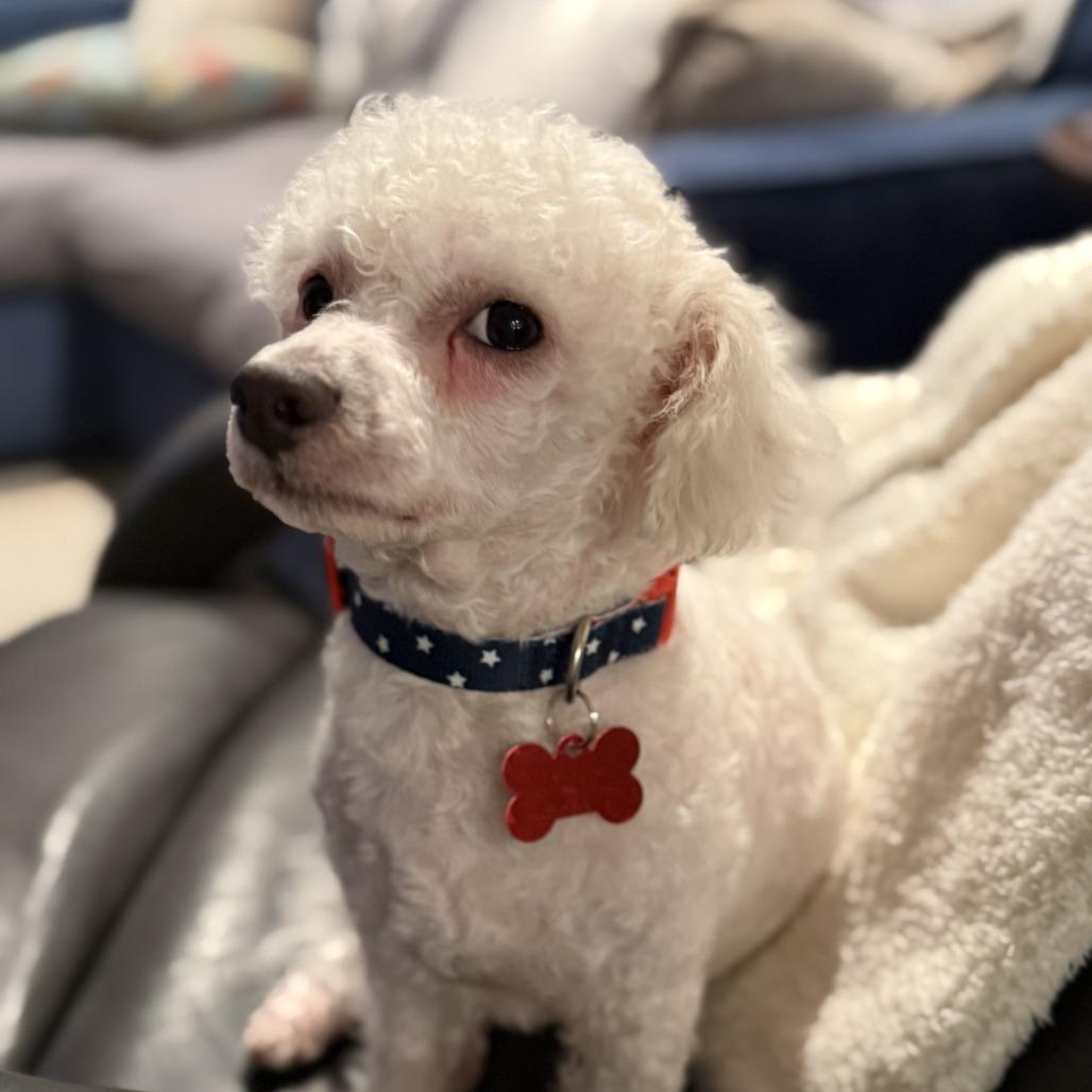 BoBo, a Adoptable Maltese in Bulverde, TX image 5/6