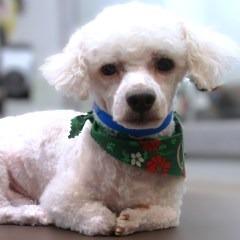 BoBo, a Adoptable Maltese in Bulverde, TX image 6/6