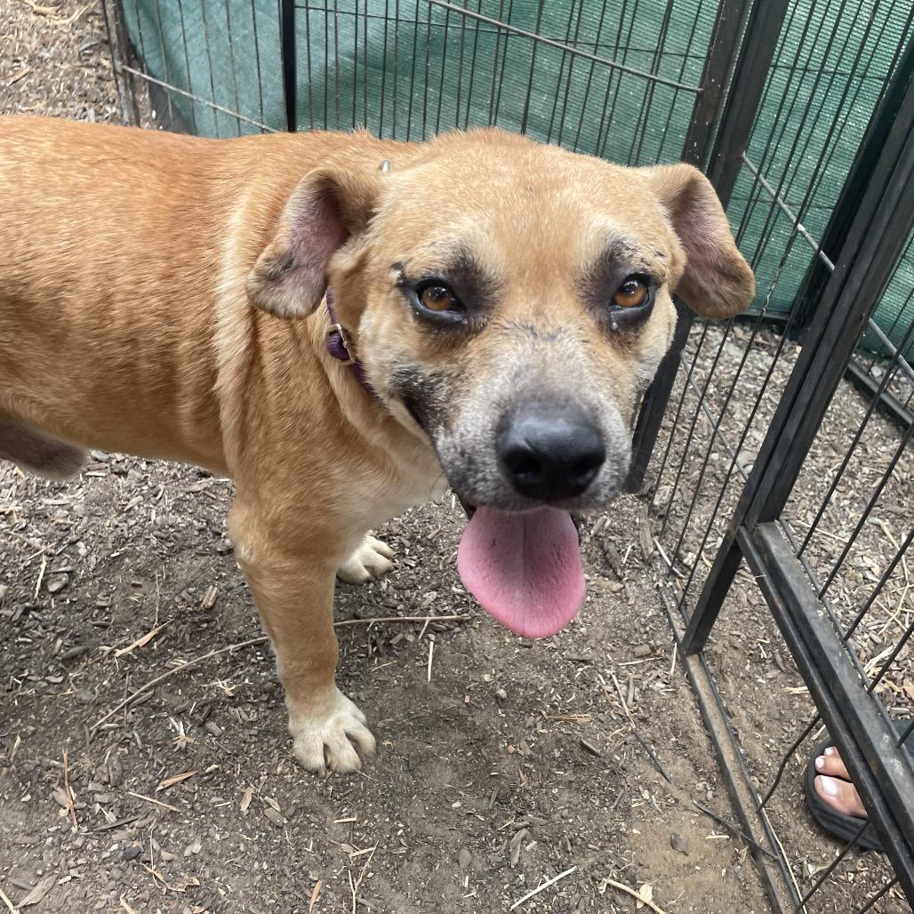 Enlarge Kramer, a Adoptable mixed breed in Escondido, CA image 1/6