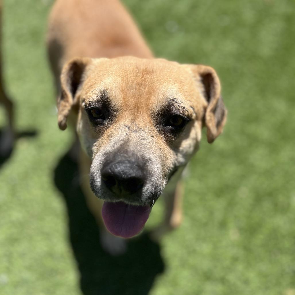 Enlarge Kramer, a Adoptable mixed breed in Escondido, CA image 2/6