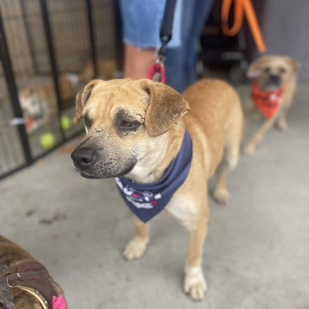 Enlarge Kramer, a Adoptable mixed breed in Escondido, CA image 3/6