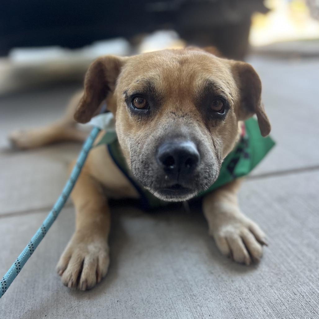 Enlarge Kramer, a Adoptable mixed breed in Escondido, CA image 5/6