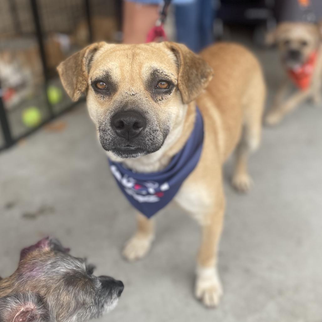 Enlarge Kramer, a Adoptable mixed breed in Escondido, CA image 6/6