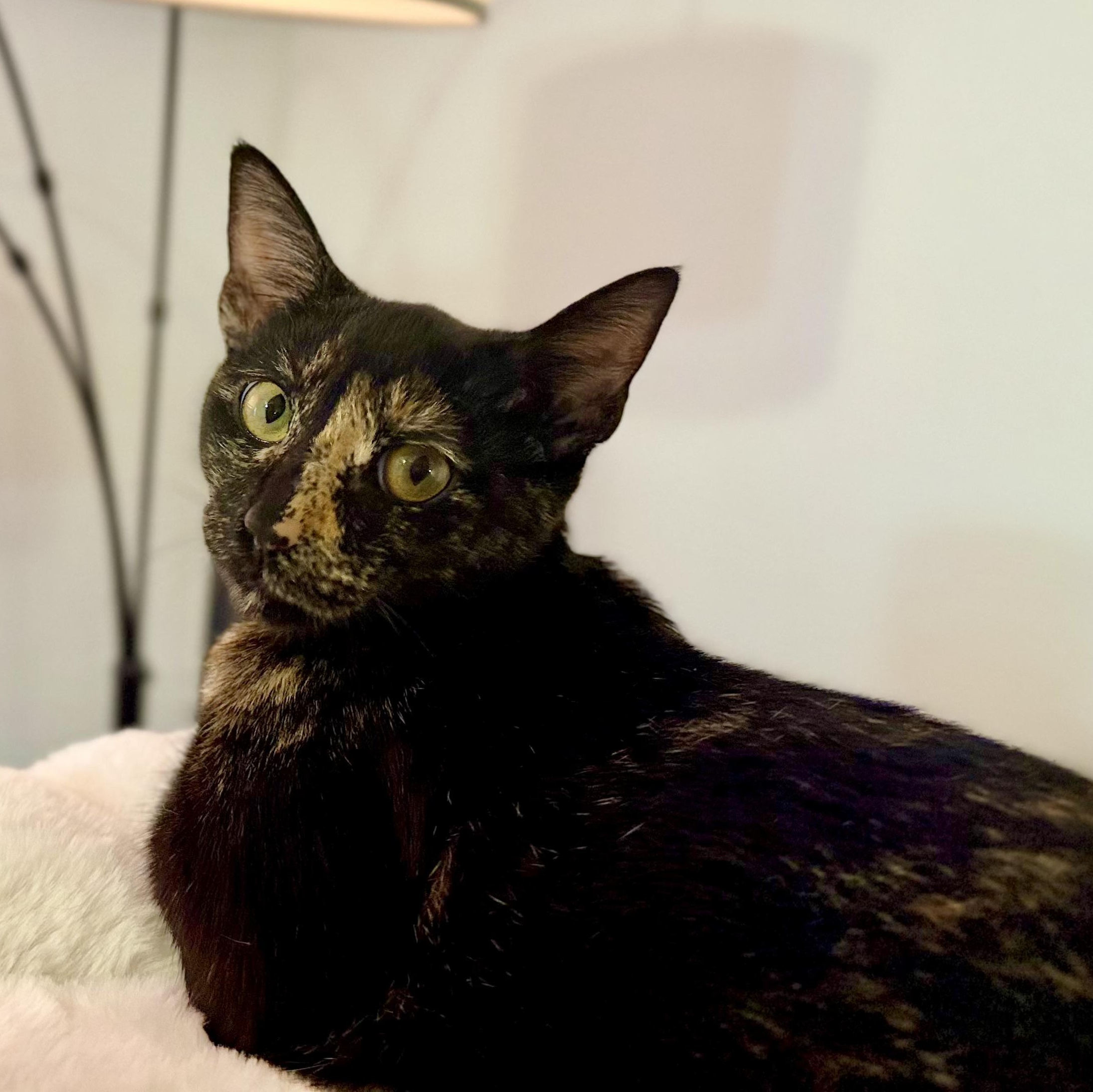 Enlarge Baja Blast, a Adoptable Domestic Short Hair in Tampa, FL image 2/4
