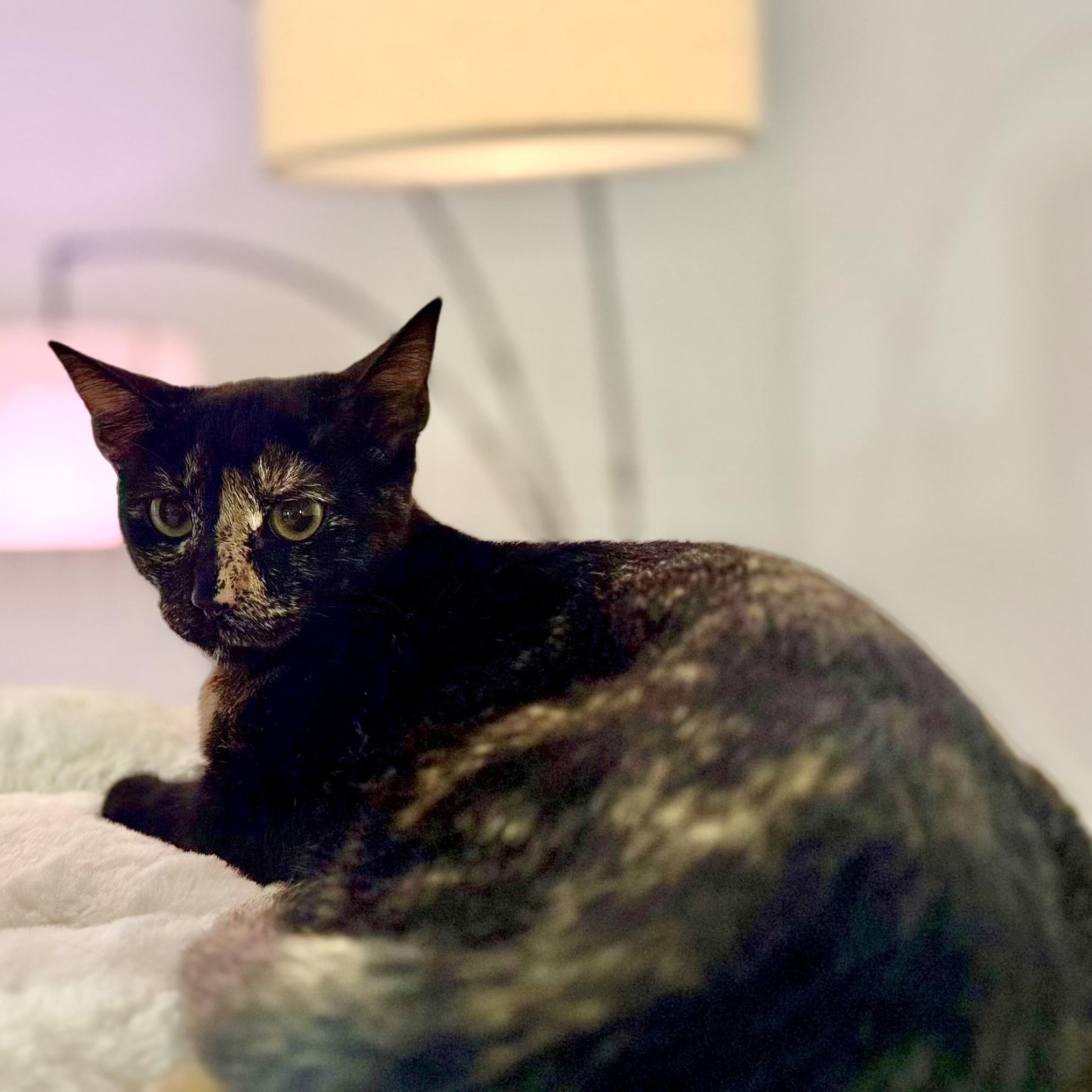 Enlarge Baja Blast, a Adoptable Domestic Short Hair in Tampa, FL image 4/4