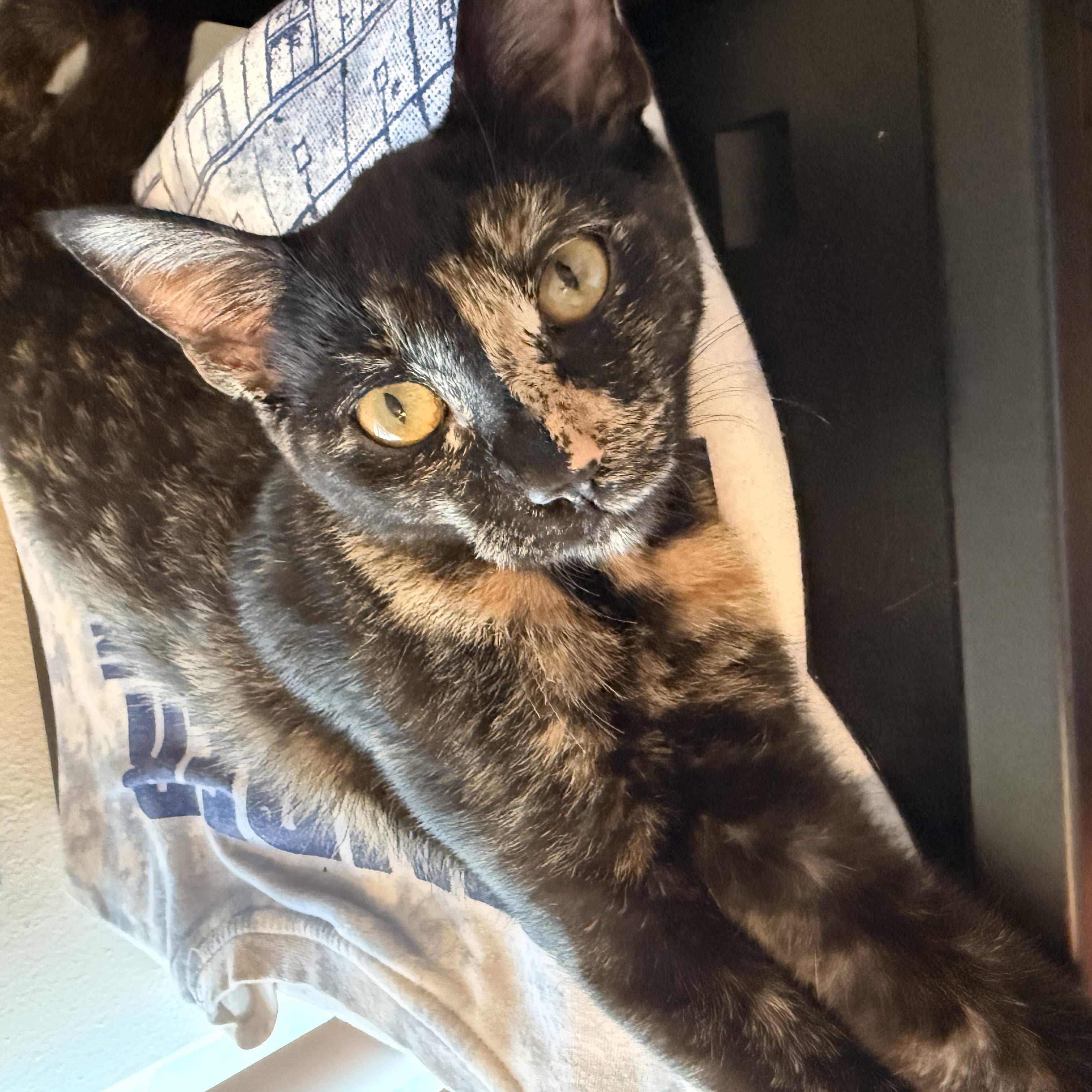 Enlarge Baja Blast, a Adoptable Domestic Short Hair in Tampa, FL image 3/4