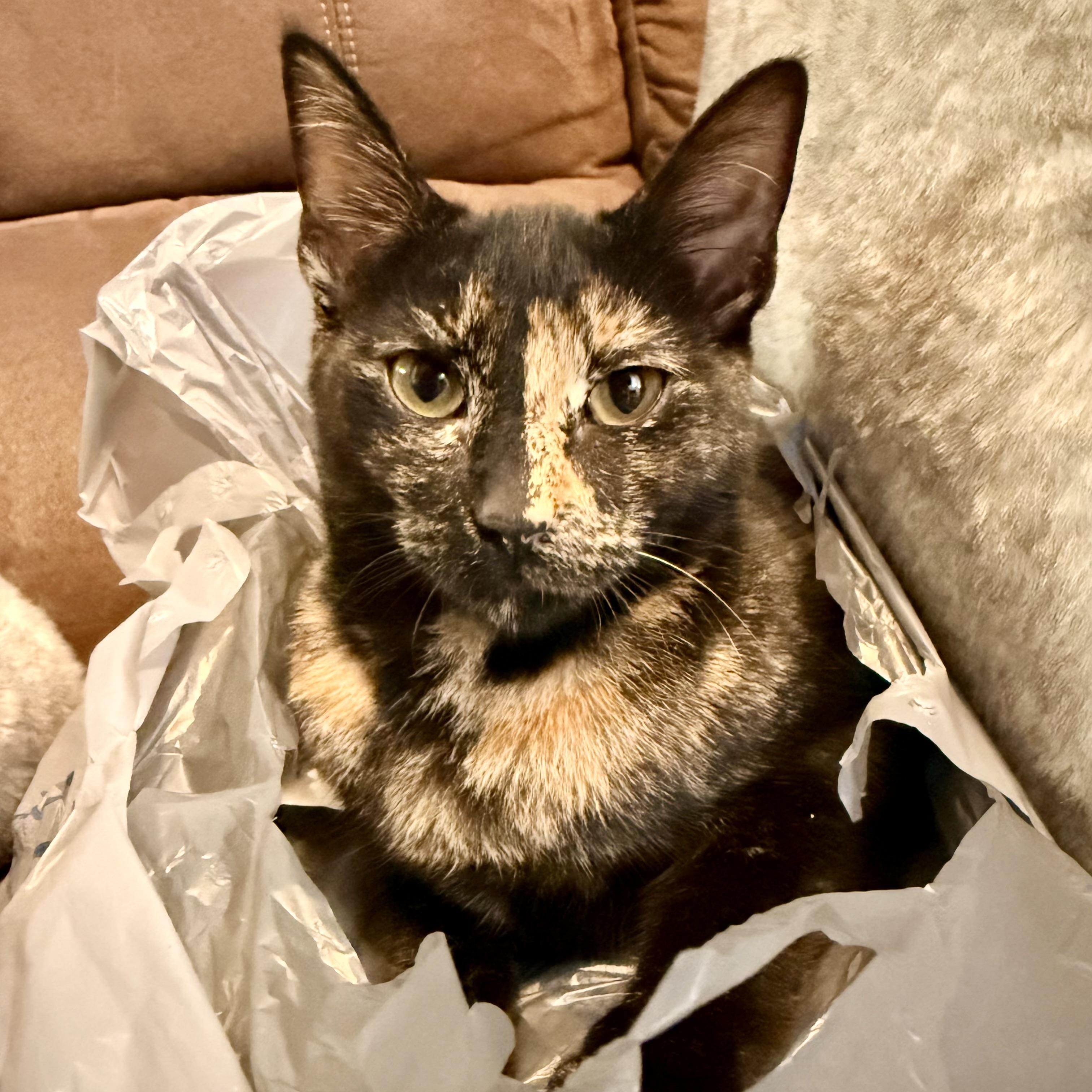 Enlarge Baja Blast, a Adoptable Domestic Short Hair in Tampa, FL image 1/4