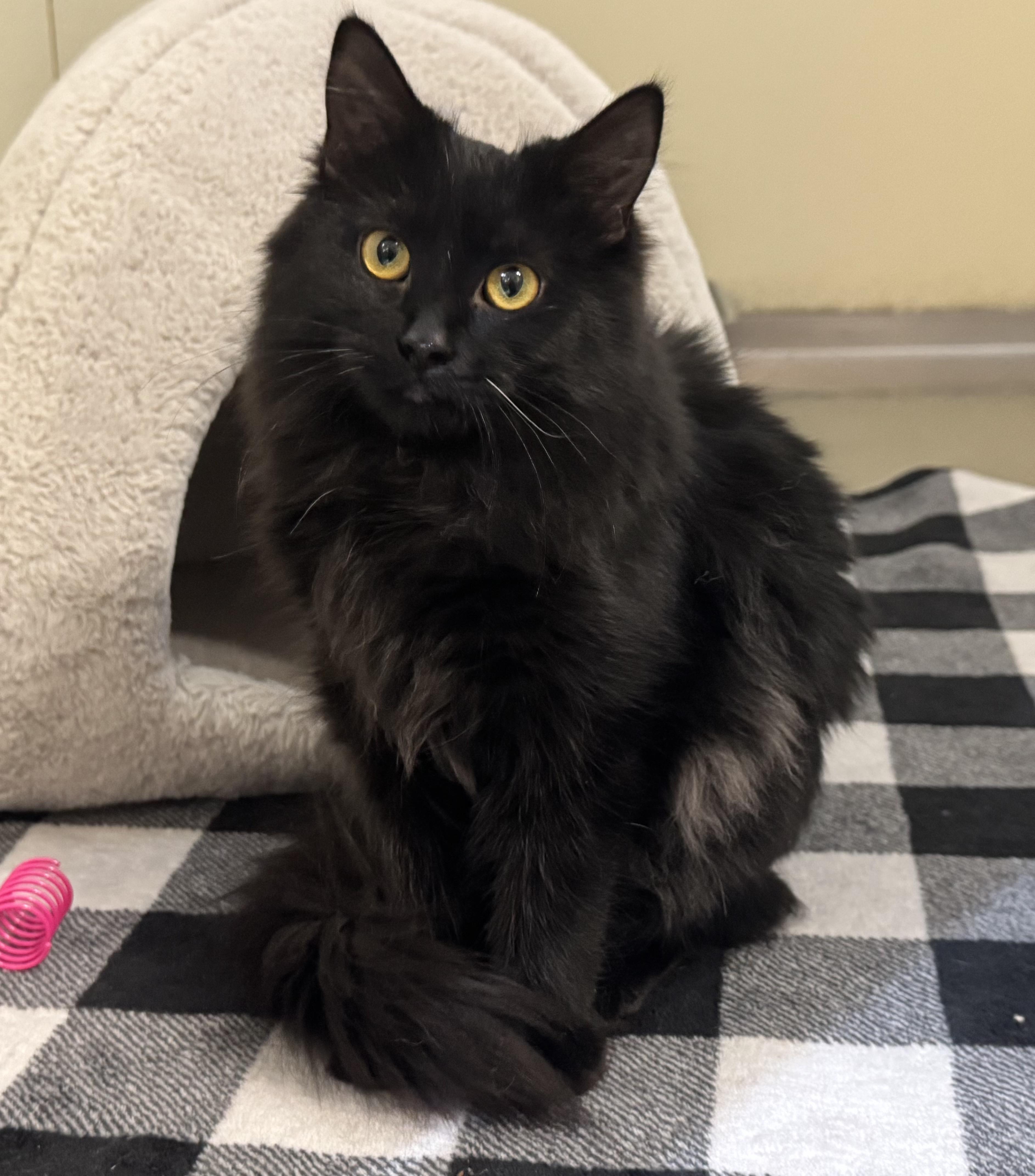 Enlarge Minka , a ADOPTABLE Domestic Long Hair in Walker, MI image 1/5