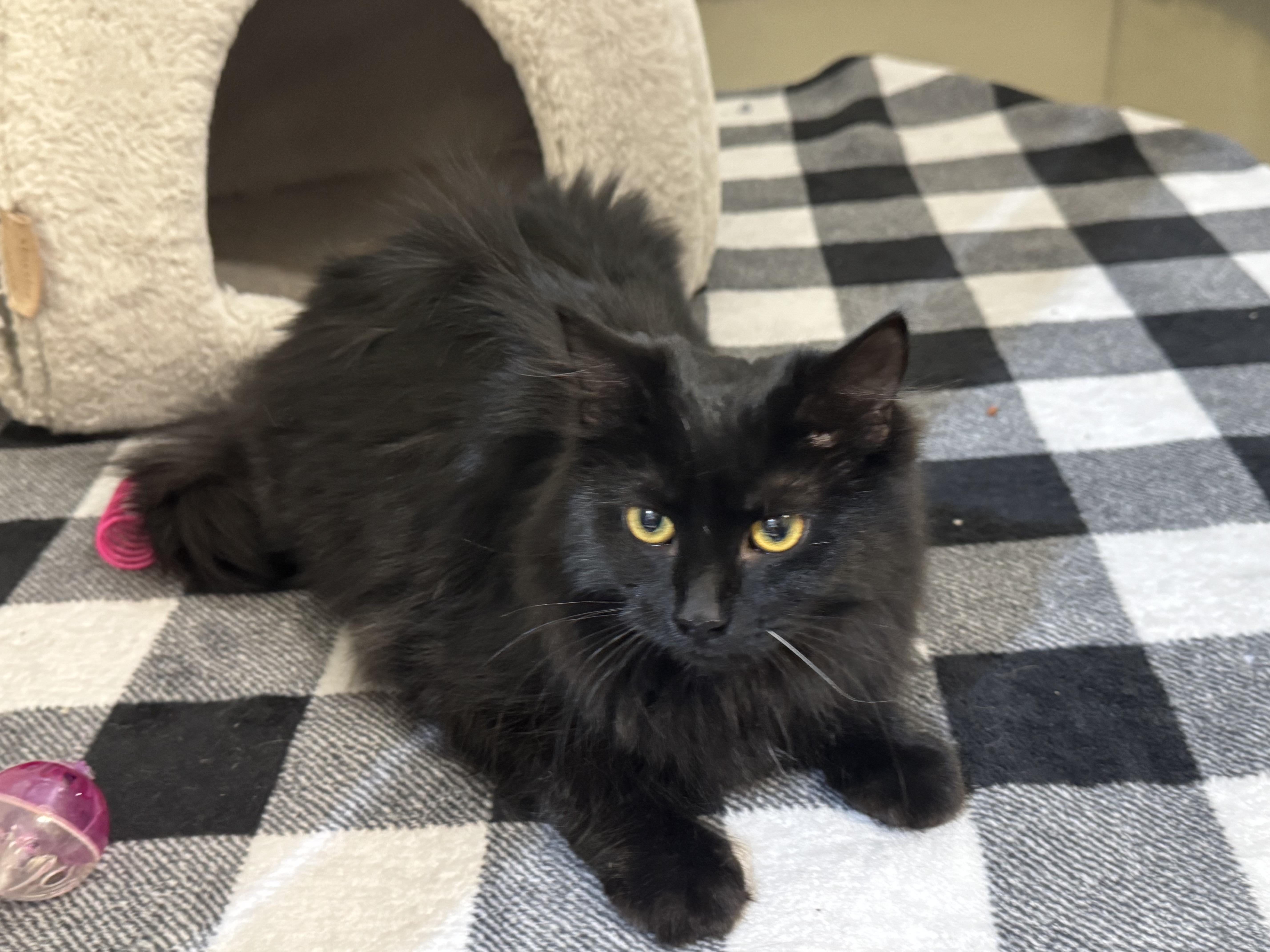 Enlarge Minka , a ADOPTABLE Domestic Long Hair in Walker, MI image 2/5