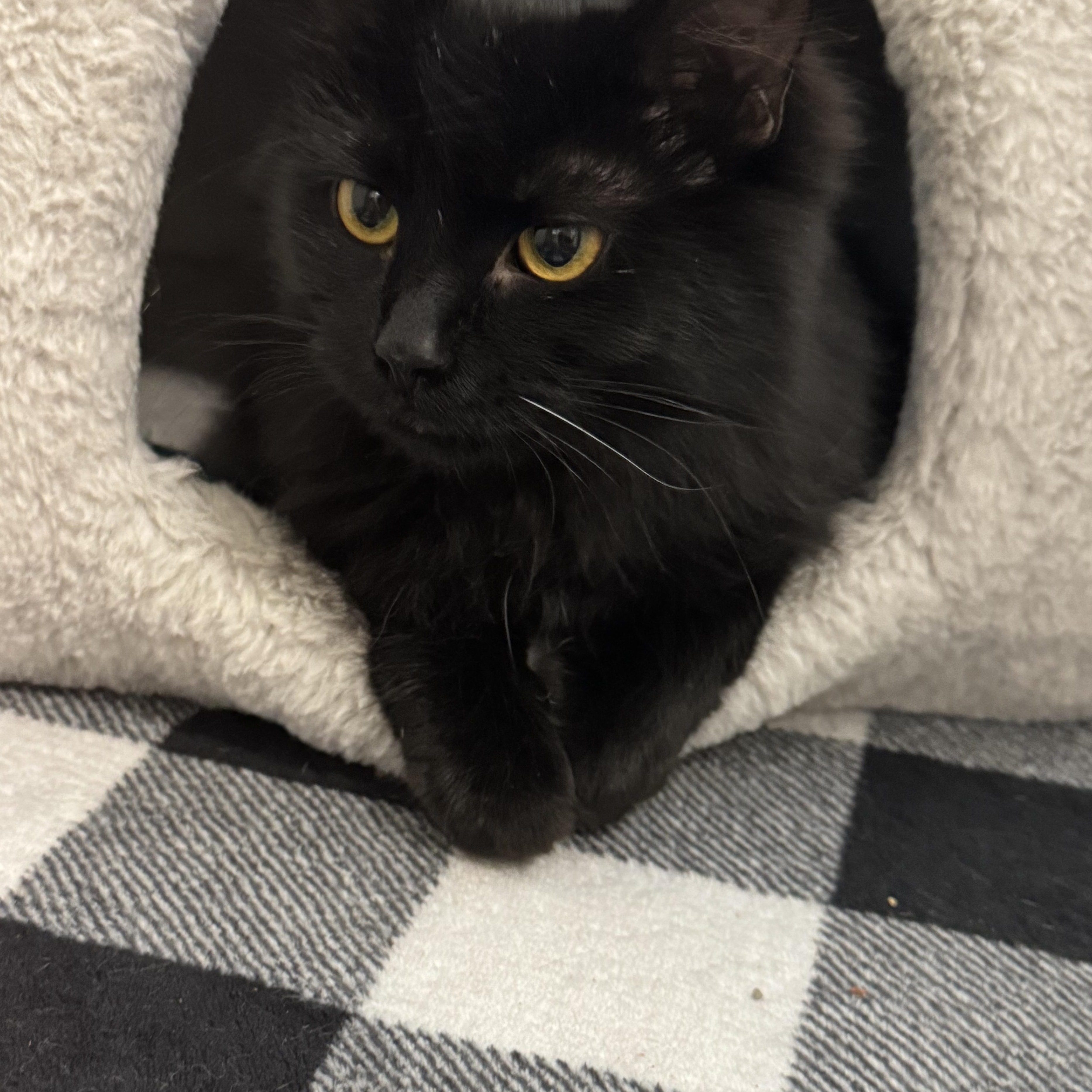 Enlarge Minka , a ADOPTABLE Domestic Long Hair in Walker, MI image 3/5