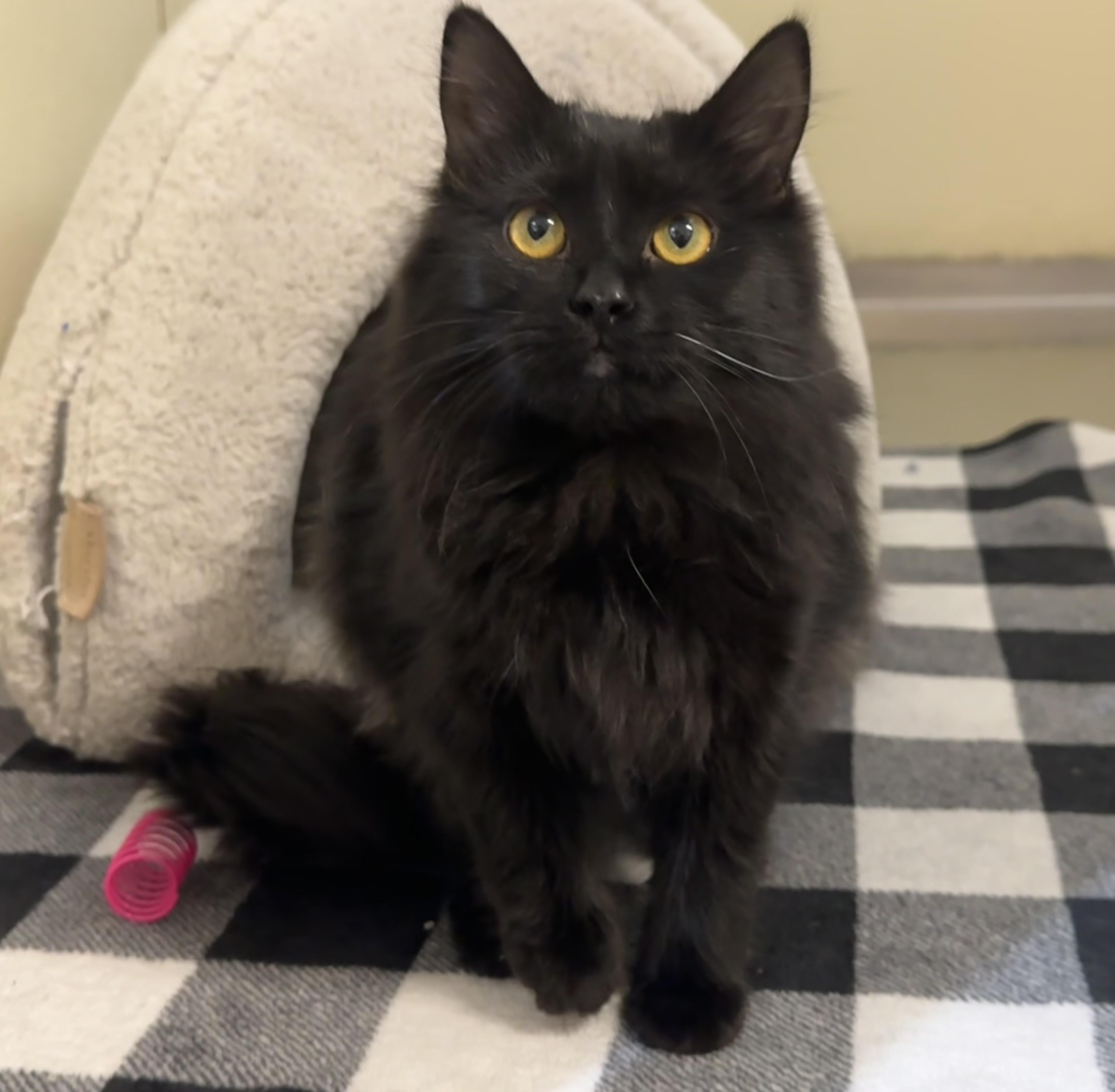 Enlarge Minka , a ADOPTABLE Domestic Long Hair in Walker, MI image 4/5