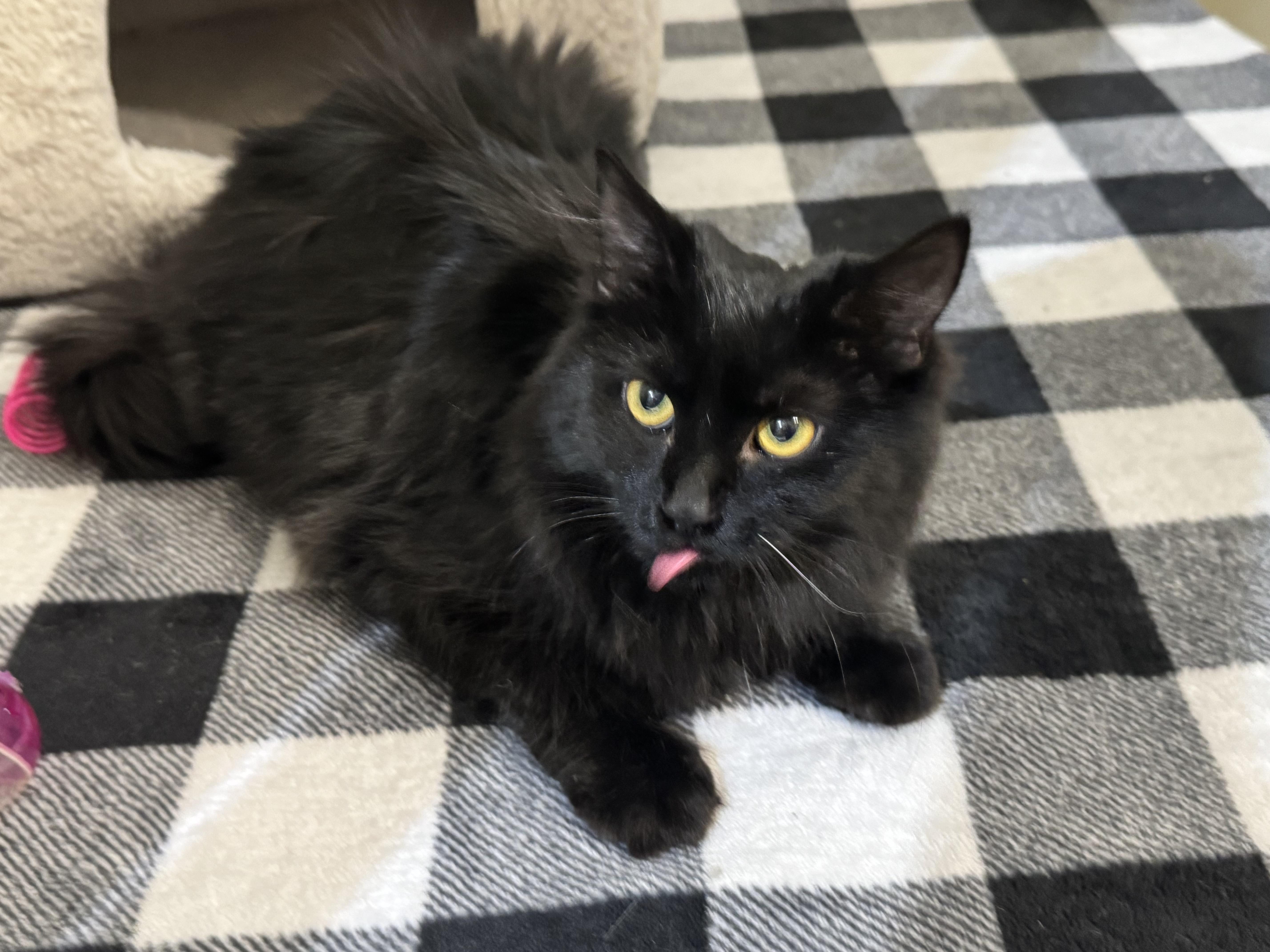 Enlarge Minka , a ADOPTABLE Domestic Long Hair in Walker, MI image 5/5