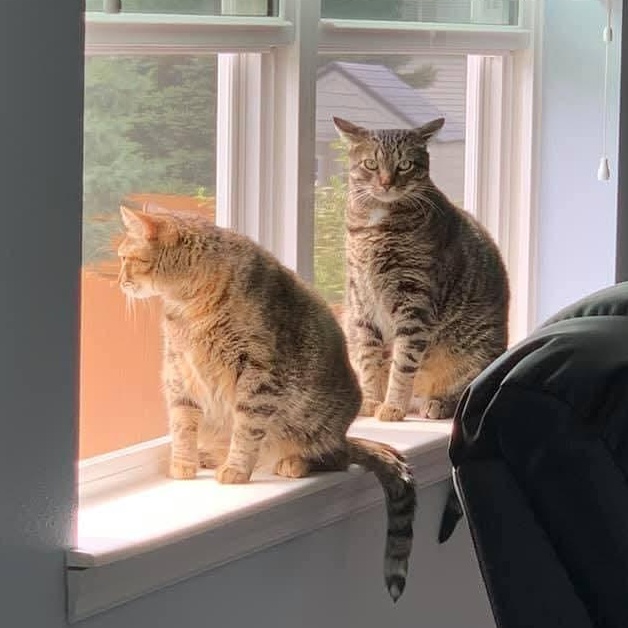 Enlarge TAFFY and TOBY * ADORABLE LOVING BONDED SISTER BROTHER PAIR, a Adoptable mixed breed in Spring Green, WI image 2/6