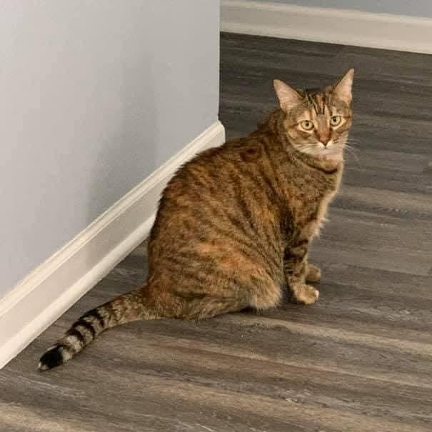 Enlarge TAFFY and TOBY * ADORABLE LOVING BONDED SISTER BROTHER PAIR, a Adoptable mixed breed in Spring Green, WI image 3/6