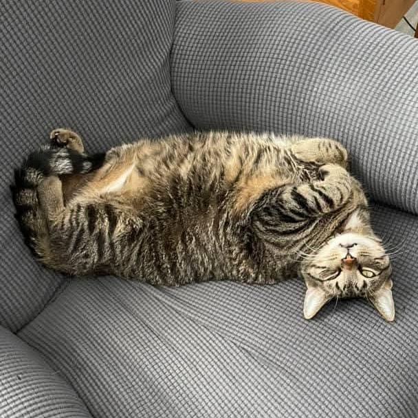 Enlarge TAFFY and TOBY * ADORABLE LOVING BONDED SISTER BROTHER PAIR, a Adoptable mixed breed in Spring Green, WI image 4/6