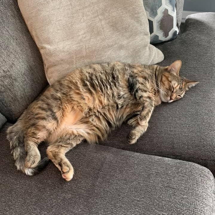 Enlarge TAFFY and TOBY * ADORABLE LOVING BONDED SISTER BROTHER PAIR, a Adoptable mixed breed in Spring Green, WI image 5/6