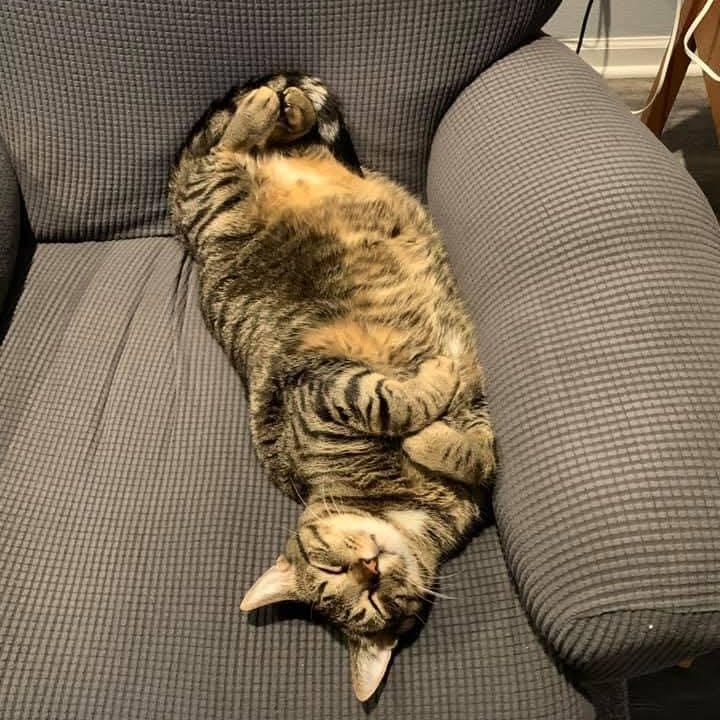 Enlarge TAFFY and TOBY * ADORABLE LOVING BONDED SISTER BROTHER PAIR, a Adoptable mixed breed in Spring Green, WI image 6/6