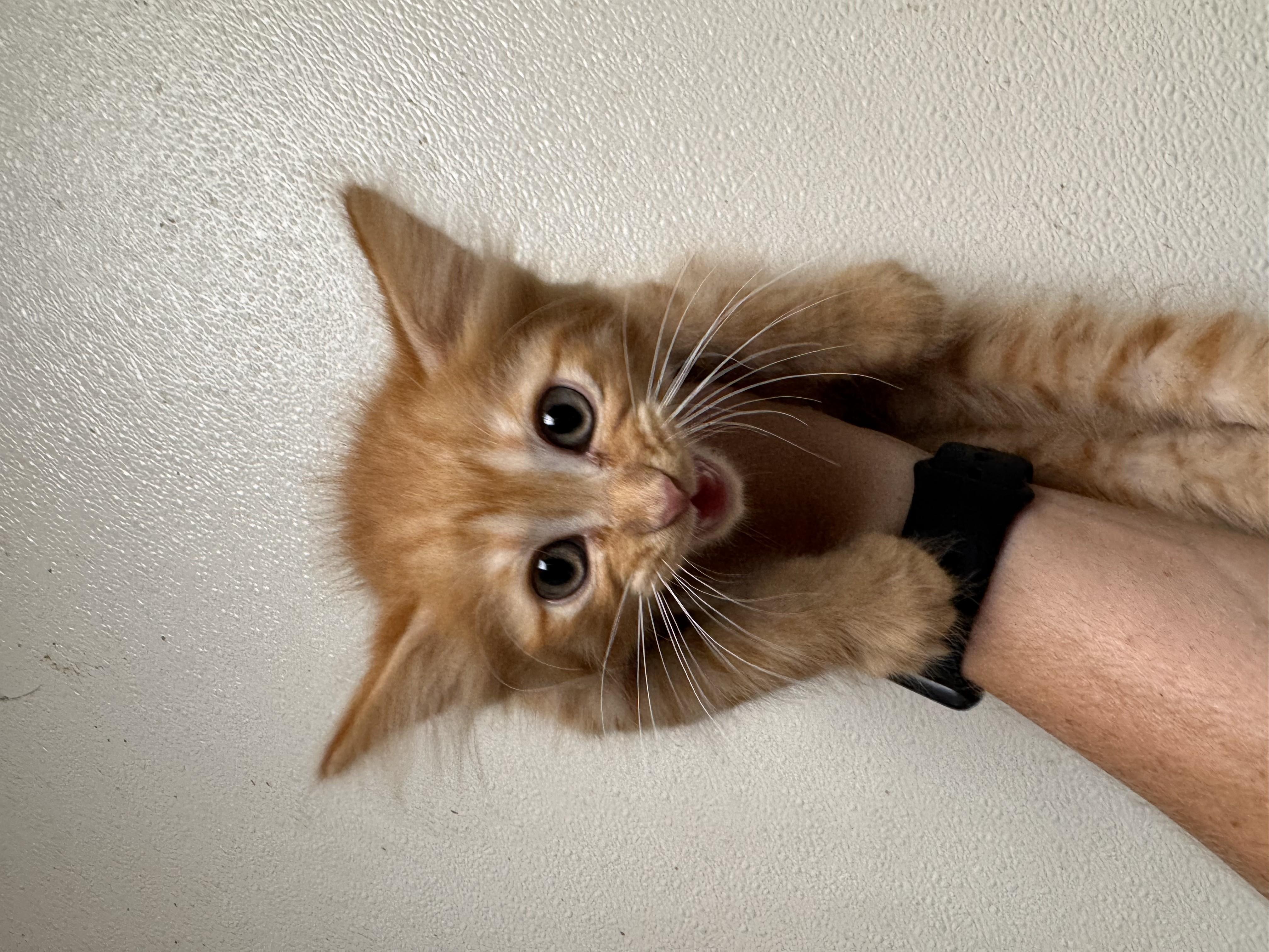 ORANGE FANTA, adopted, Kitten Male Domestic Short Hair.