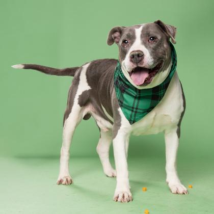Hanky, Adoptable, Adult Male Pit Bull Terrier & Mixed Breed.