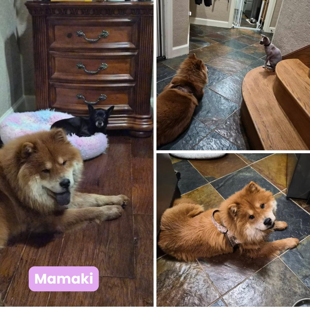Enlarge Mamaki Fka Gina, a Adoptable Chow Chow in Houston, TX image 3/3