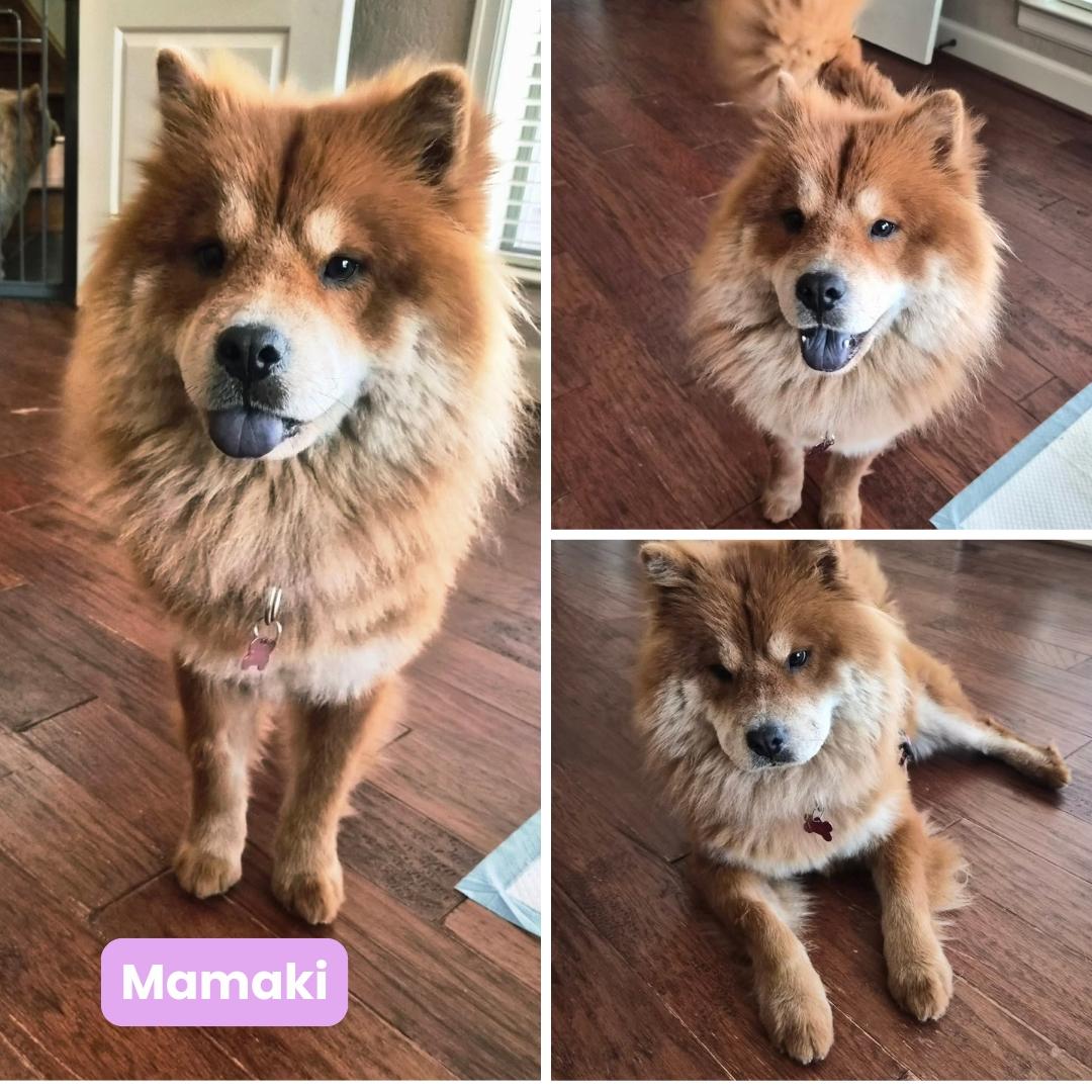 Enlarge Mamaki Fka Gina, a Adoptable Chow Chow in Houston, TX image 2/3
