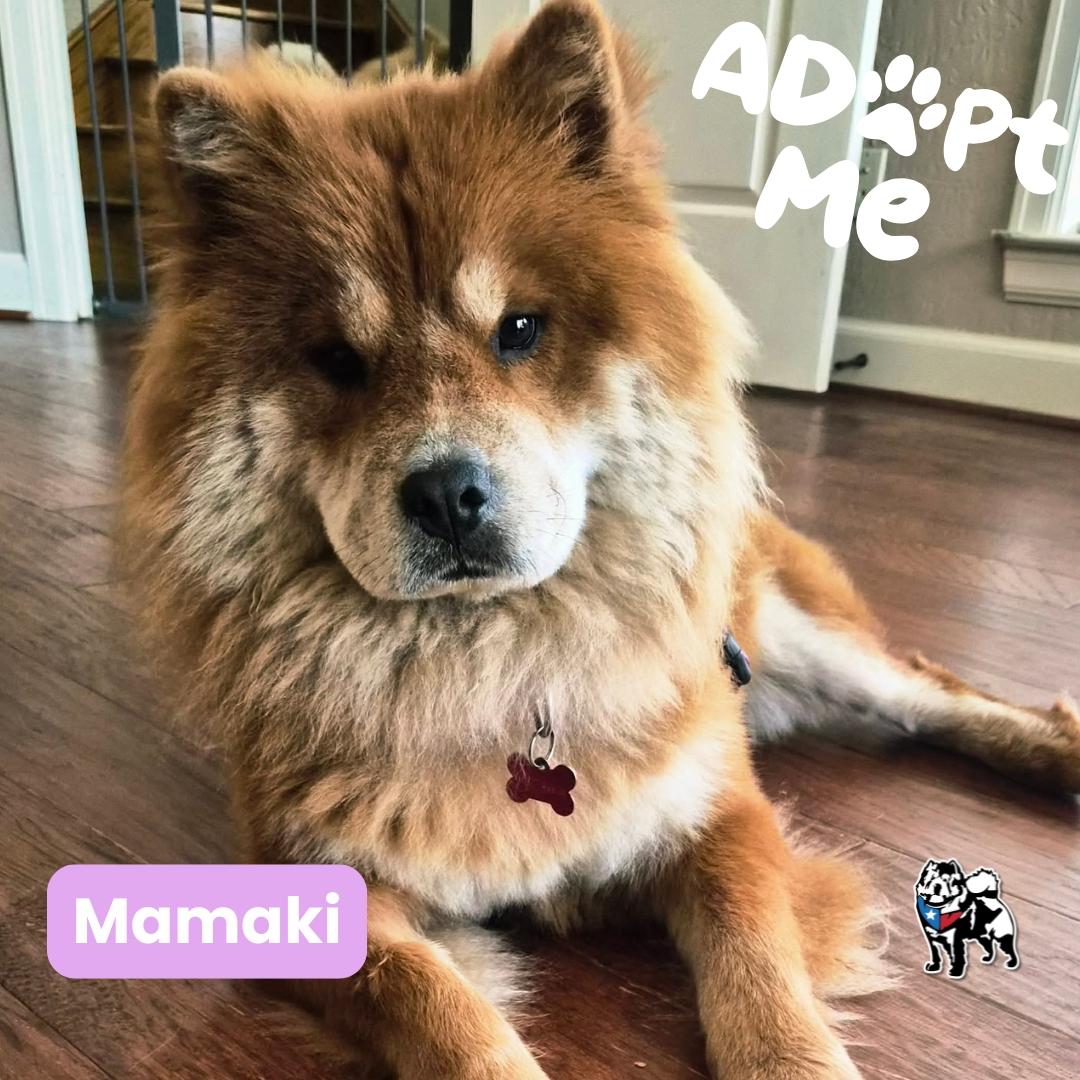 Mamaki Fka Gina, Adoptable, Adult Female Chow Chow.