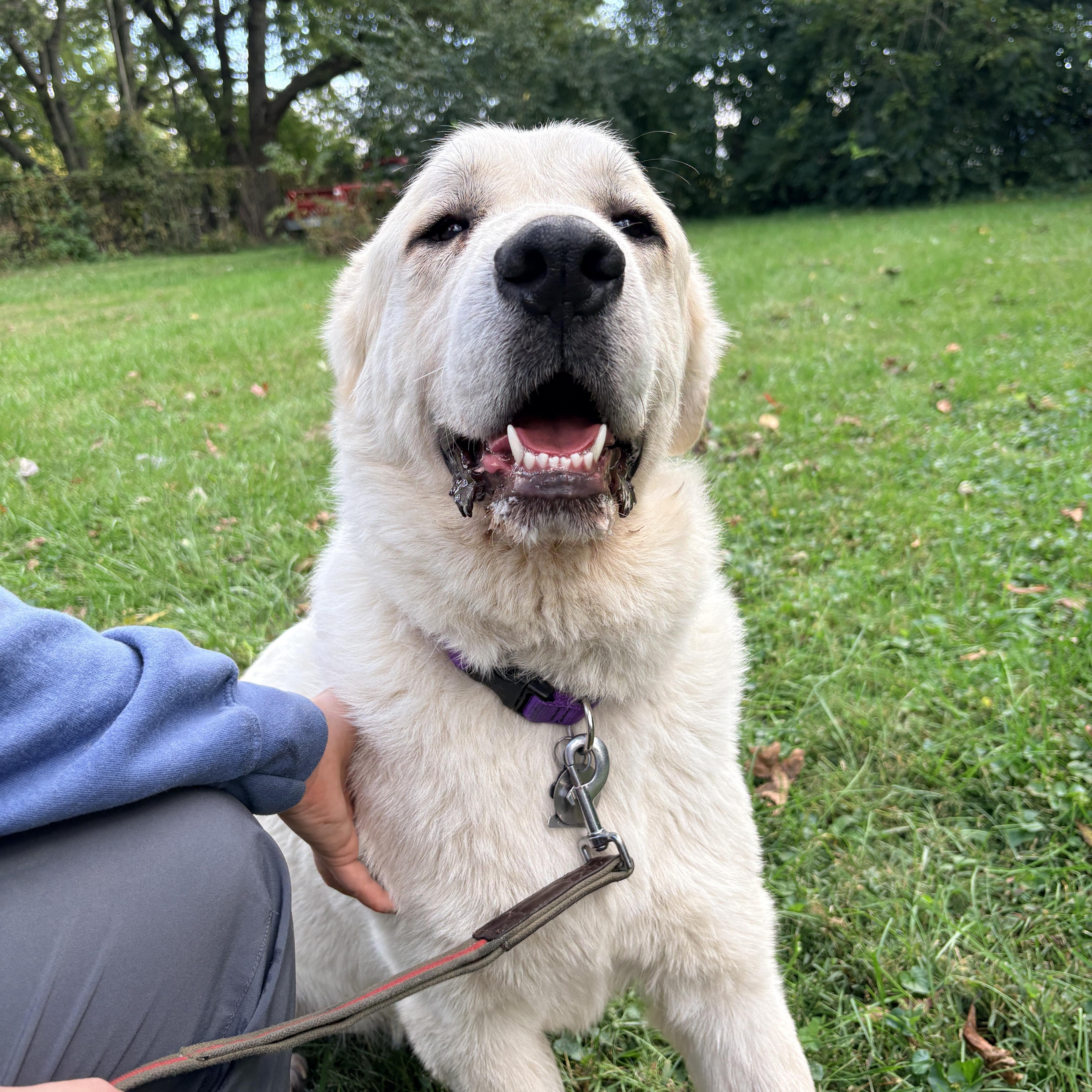Enlarge Chartreuse- New to Rescue - Foster Needed, a Adoptable Great Pyrenees in Indianapolis, IN image 2/6