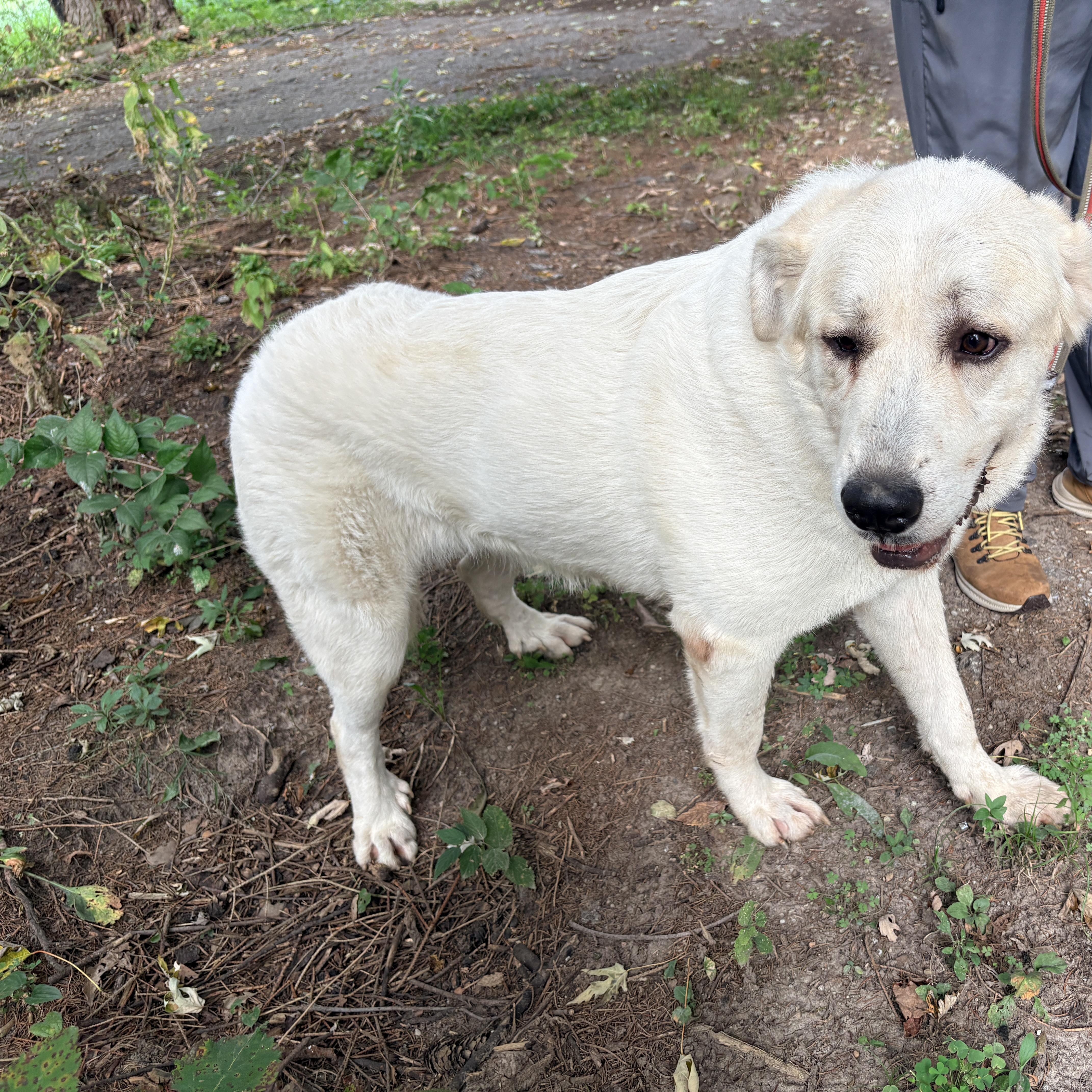 Enlarge Chartreuse- New to Rescue - Foster Needed, a Adoptable Great Pyrenees in Indianapolis, IN image 3/6