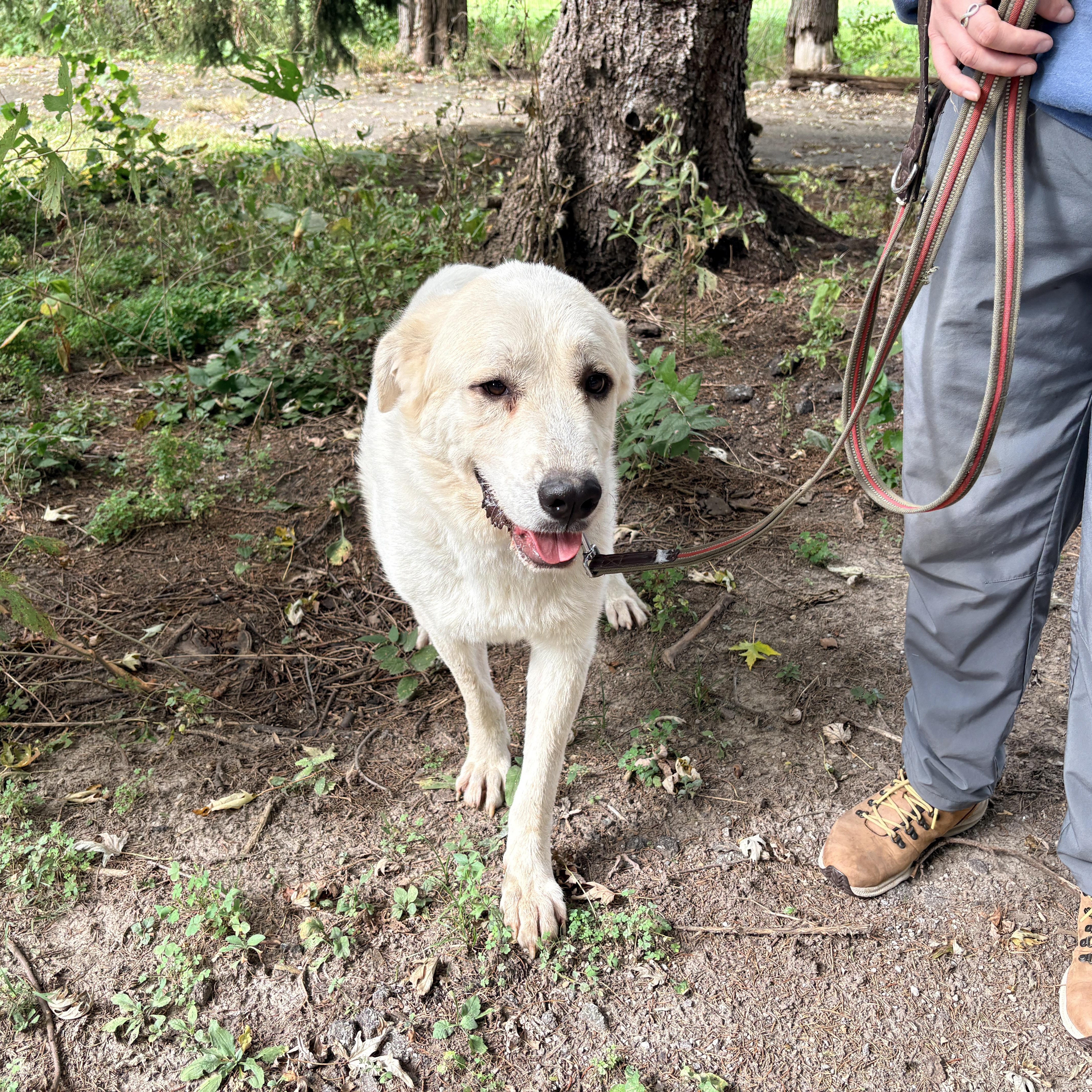 Chartreuse- New to Rescue - Foster Needed, Adoptable, Young Female Great Pyrenees.