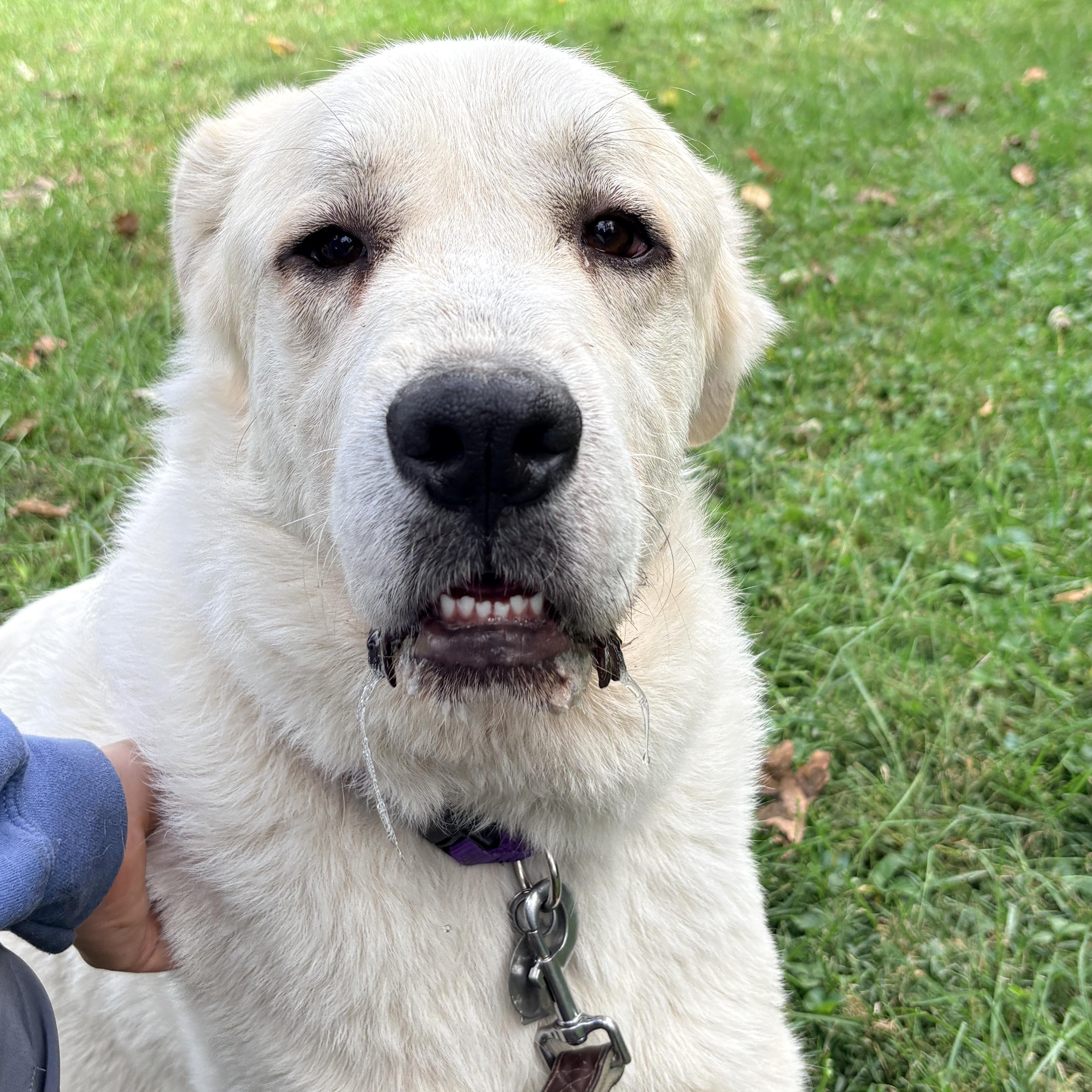 Enlarge Chartreuse- New to Rescue - Foster Needed, a Adoptable Great Pyrenees in Indianapolis, IN image 6/6