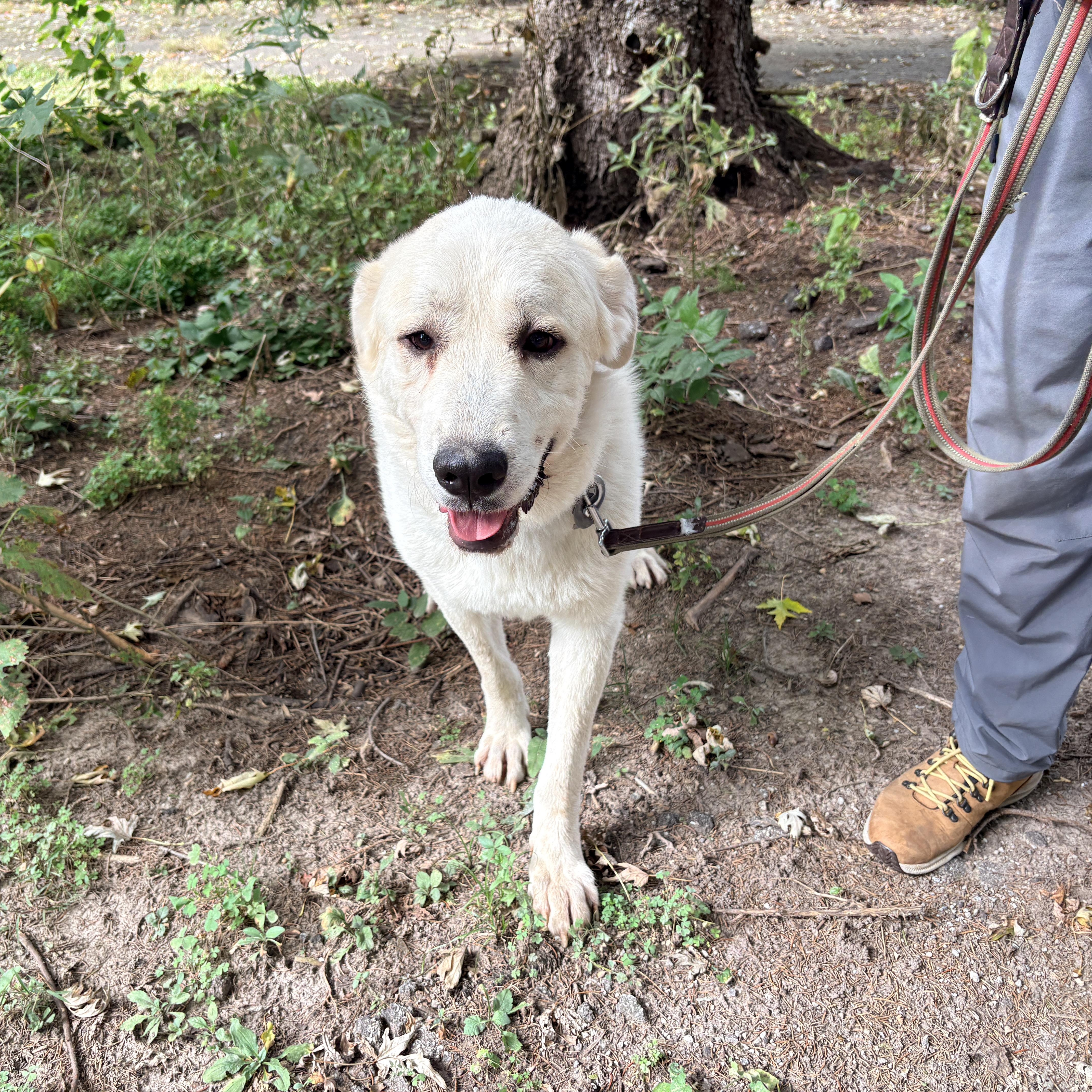 Enlarge Chartreuse- New to Rescue - Foster Needed, a Adoptable Great Pyrenees in Indianapolis, IN image 5/6