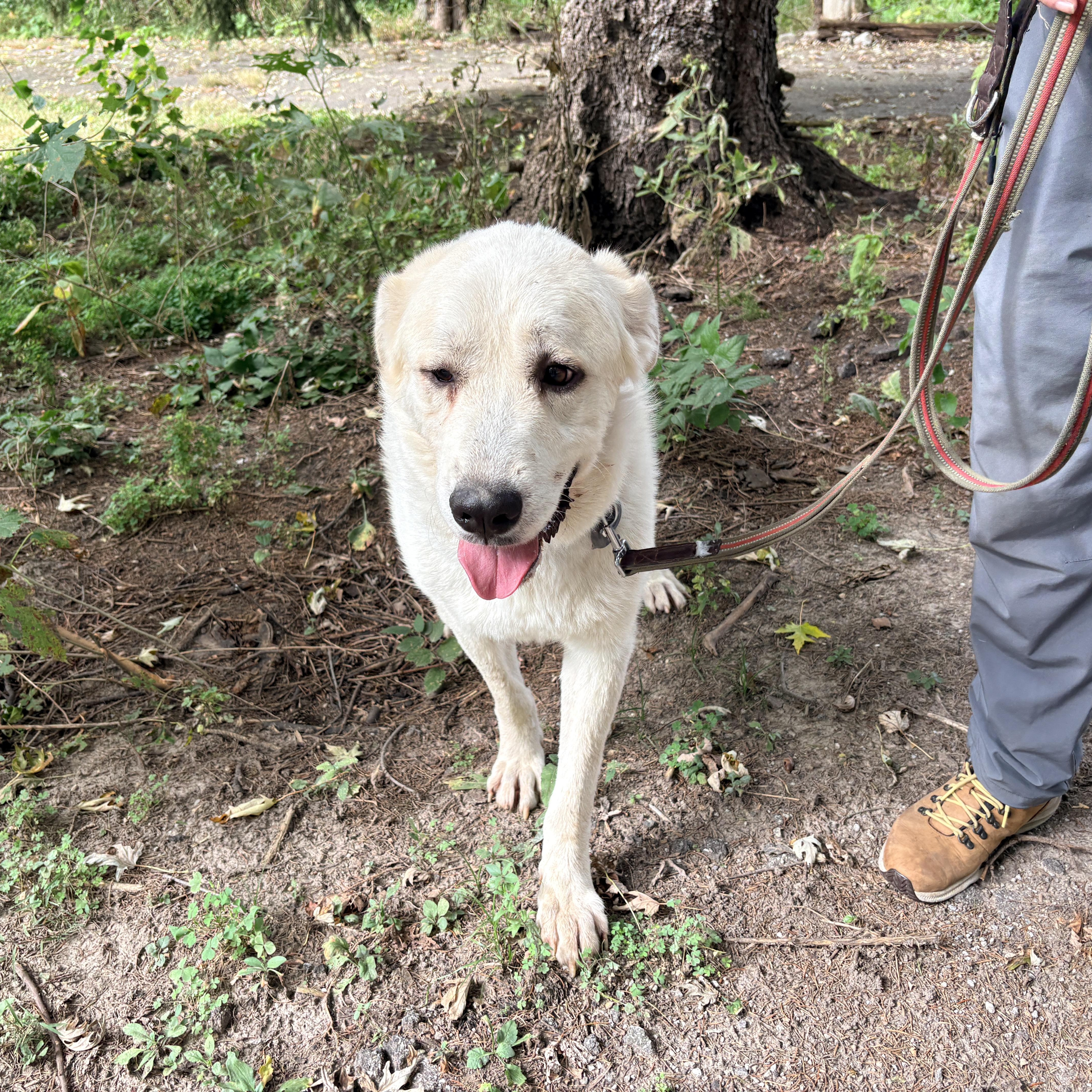 Enlarge Chartreuse- New to Rescue - Foster Needed, a Adoptable Great Pyrenees in Indianapolis, IN image 4/6