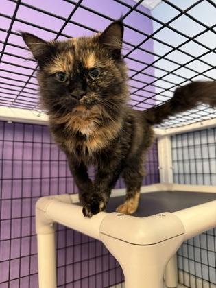 Delphine, a Adoptable mixed breed in Mount Pleasant, IA image 2/3