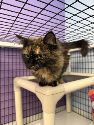 Delphine, a Adoptable mixed breed in Mount Pleasant, IA image 3/3