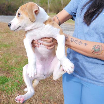 Enlarge Butterscotch, a Adoptable mixed breed in Dahlonega, GA image 1/3