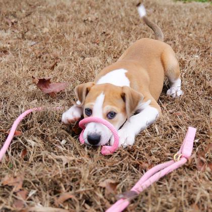Enlarge Butterscotch, a Adoptable mixed breed in Dahlonega, GA image 2/3