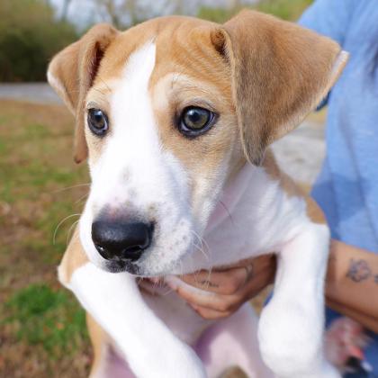 Enlarge Butterscotch, a Adoptable mixed breed in Dahlonega, GA image 3/3